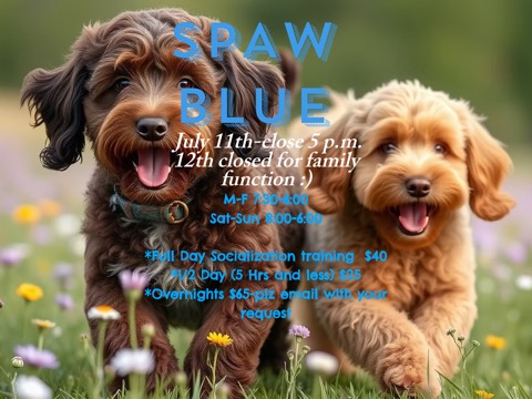 Screenshot of the Spaw Blue homepage at www.spawblue.ca, captured 2026-08-19, shown as the evidence for the review on this page